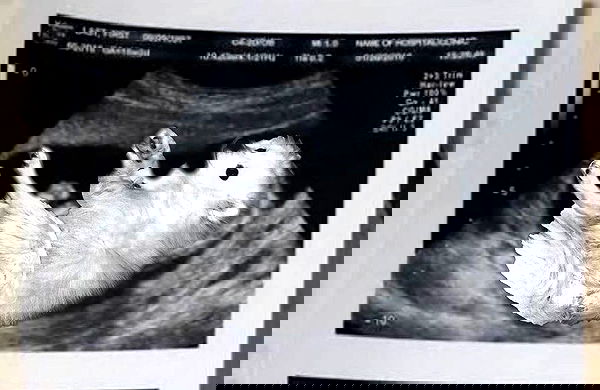 romy_ayalla_lavi romy_ayalla_lavi archive image