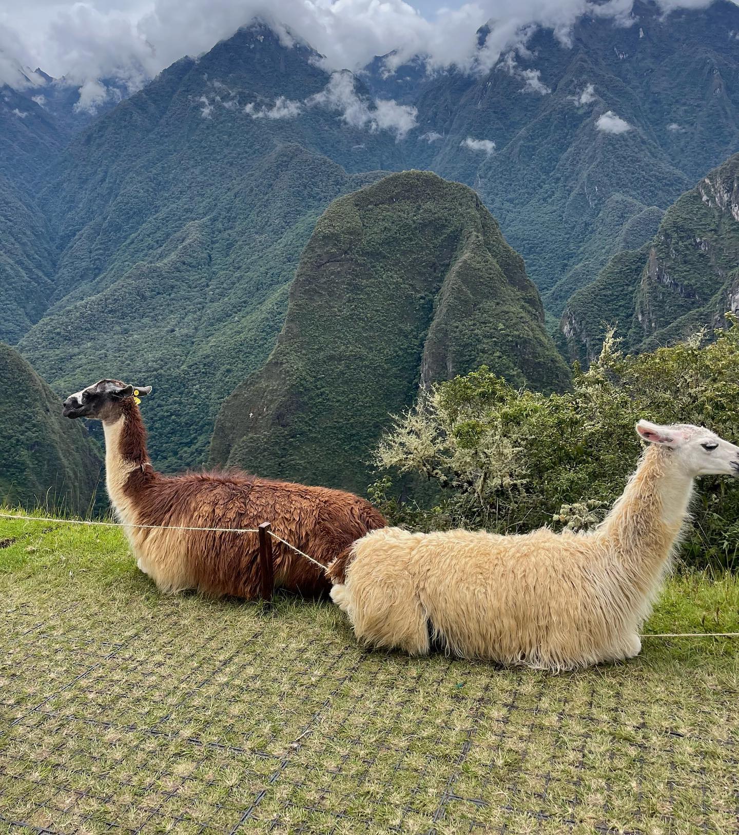 roni__moalem instagram image archive image