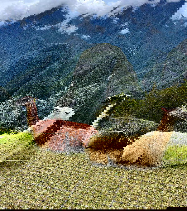 roni__moalem image ~ Altpins