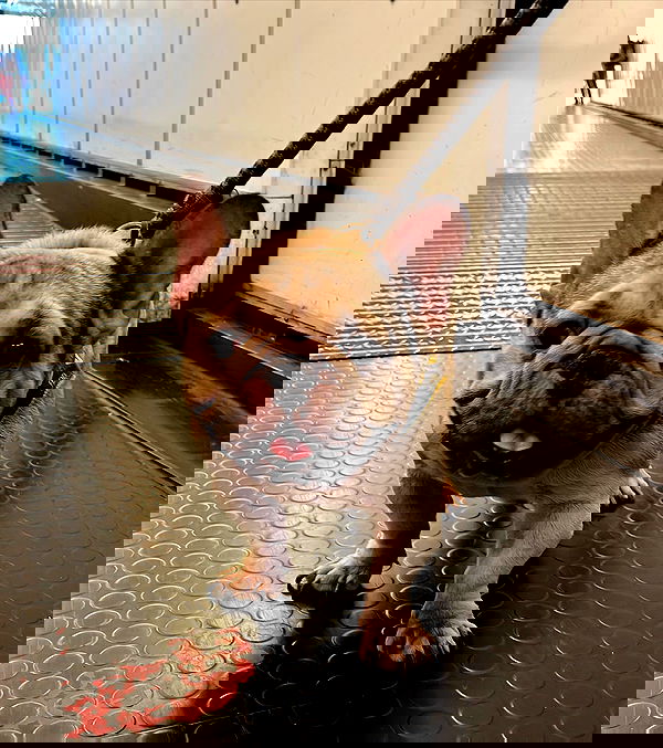 roni__moalem image ~ Altpins