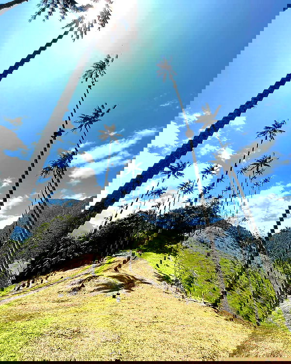 roni__moalem image ~ Altpins