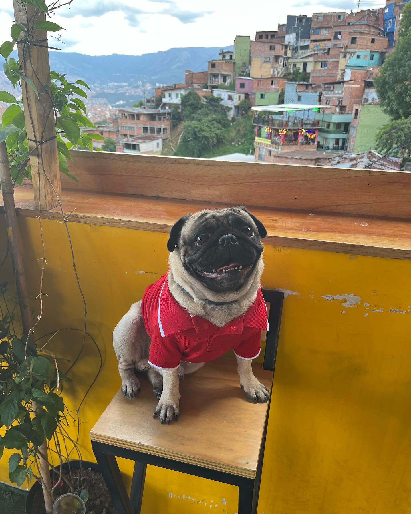 roni__moalem instagram image archive image