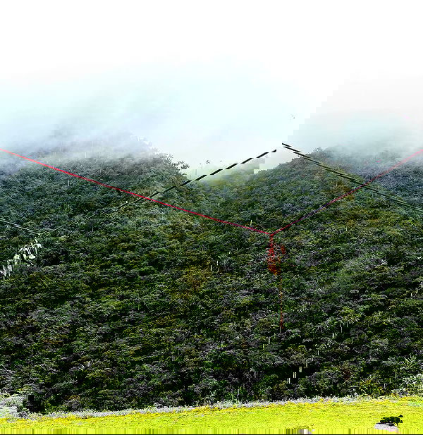 roni__moalem image ~ Altpins