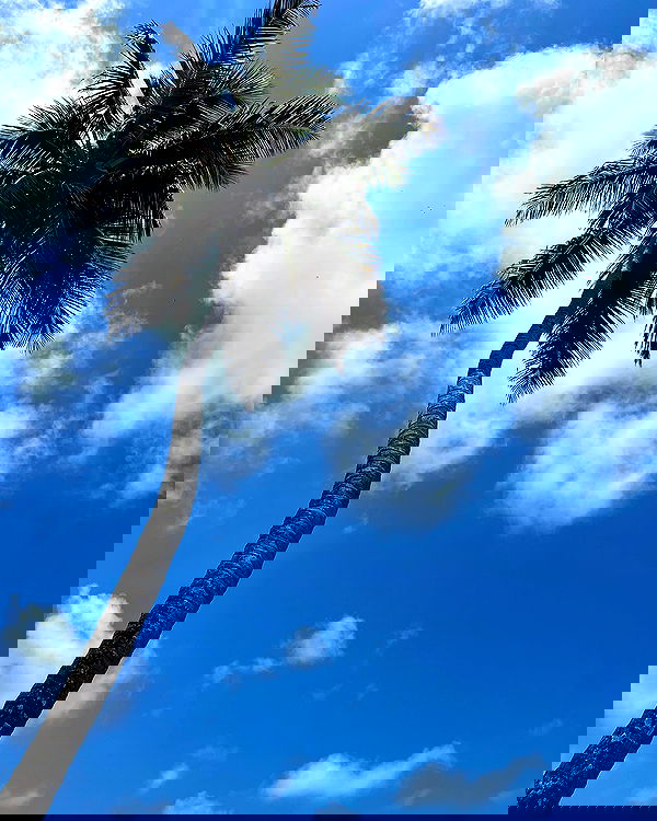 roni__moalem image ~ Altpins