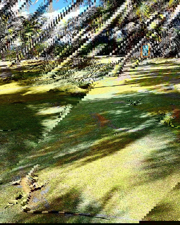 roni__moalem image ~ Altpins