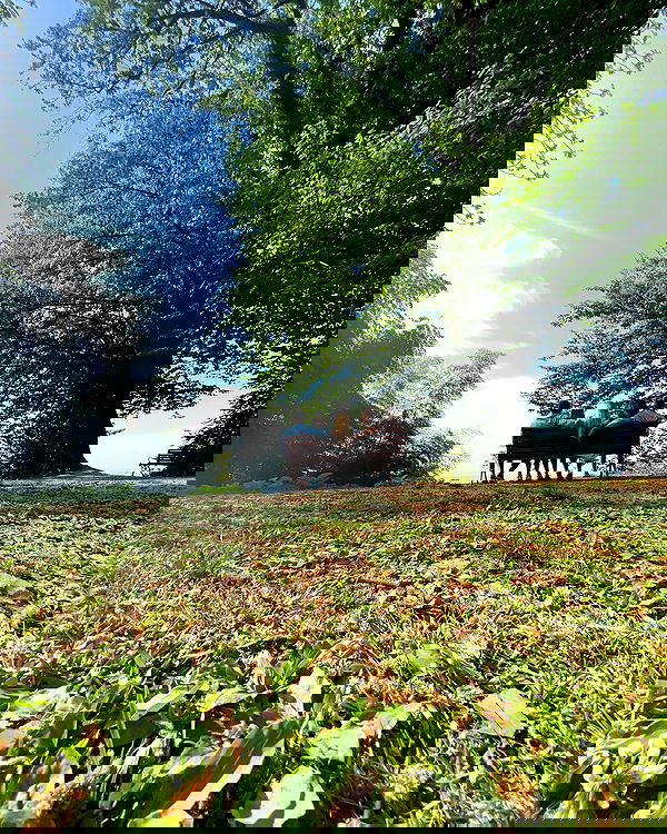 roni__moalem image ~ Altpins