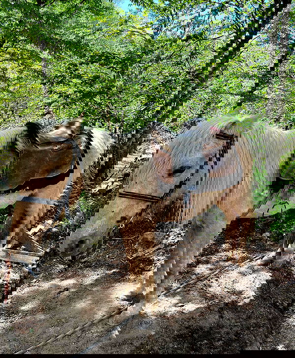 roni__moalem image ~ Altpins