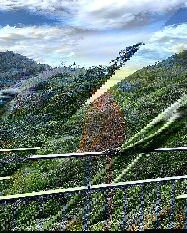 roni__moalem image ~ Altpins