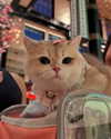roni_ackerman Altpins Profile Picture