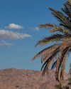 roni_ackerman Altpins Profile Picture