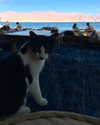roni_ackerman Altpins Profile Picture
