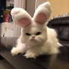rottenpeachcorpse Altpins Profile Picture