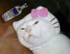 rottenpeachcorpse Altpins Profile Picture