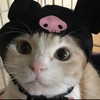 rottenpeachcorpse Altpins Profile Picture