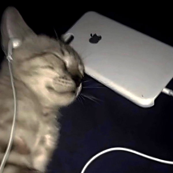 rottenpeachcorpse instagram image archive image