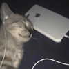 rottenpeachcorpse Altpins Profile Picture