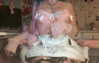 rottenpeachcorpse Altpins Profile Picture