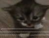 rottenpeachcorpse Altpins Profile Picture