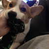 rynhanx Altpins Profile Picture