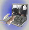 s0rabunny Altpins Profile Picture