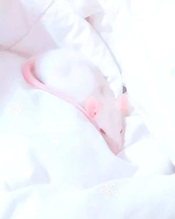 s0rabunny instagram image archive image