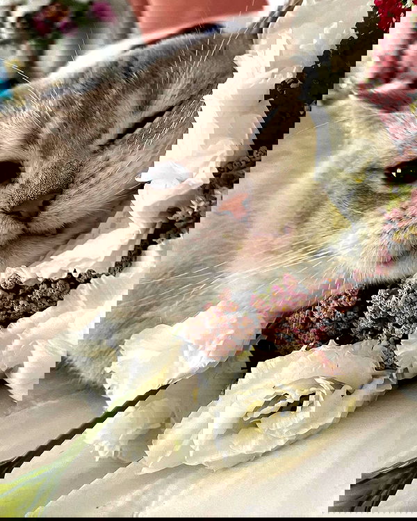 sabrinacarpenter sabrinacarpenter archive image