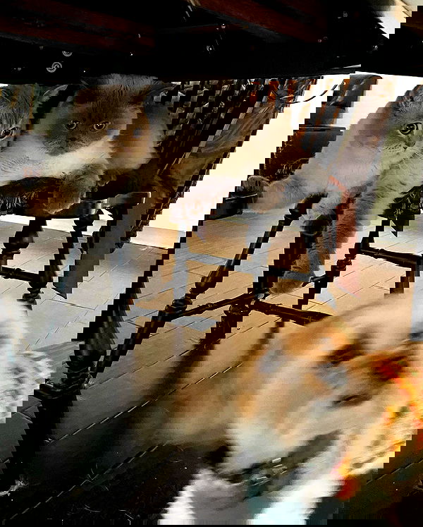 sabrinacarpenter sabrinacarpenter archive image