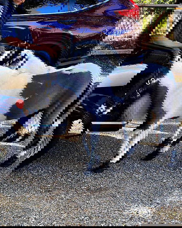 sabrinacarpenter sabrinacarpenter archive image