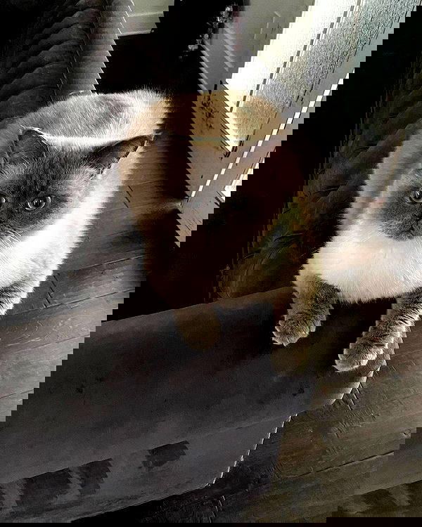 sabrinacarpenter sabrinacarpenter archive image