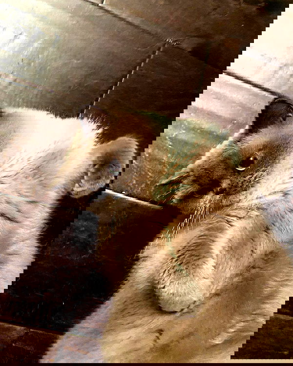 sabrinacarpenter sabrinacarpenter archive image