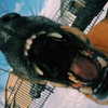 sam.circs Altpins Profile Picture