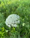 sarah.anne.dipity Altpins Profile Picture