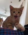 sarasaffari__ Altpins Profile Picture