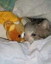 sarasaffari__ Altpins Profile Picture