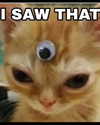 sarasaffari__ Altpins Profile Picture