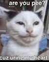 sarasaffari__ Altpins Profile Picture