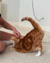 sarasaffari__ Altpins Profile Picture