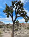 scarletvas Altpins Profile Picture