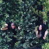 selenagomez Altpins Profile Picture