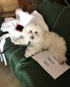selenagomez Altpins Profile Picture