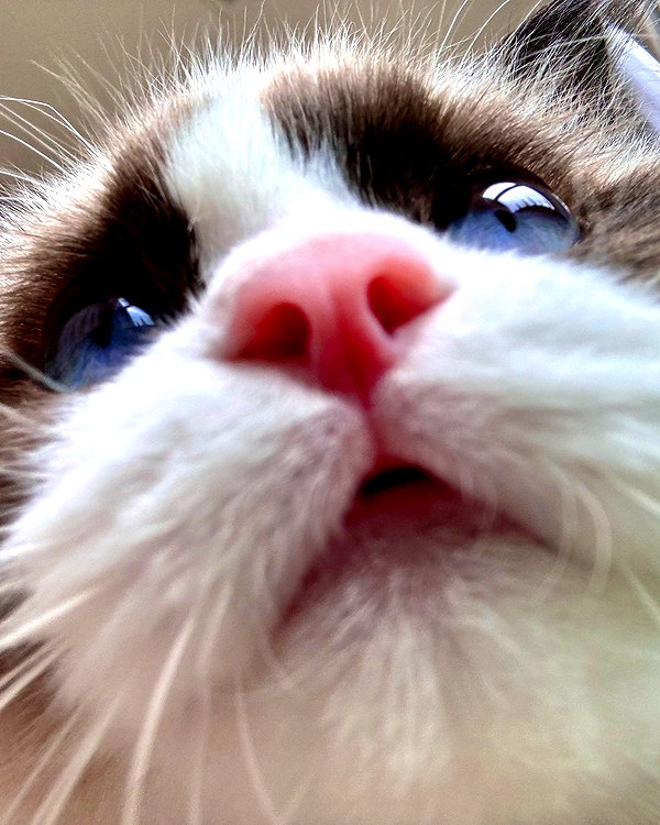 serinideirl instagram image archive image
