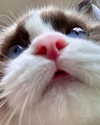 serinideirl Altpins Profile Picture