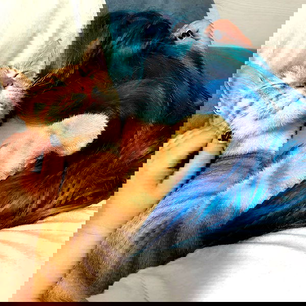 shanikaneko image ~ Altpins