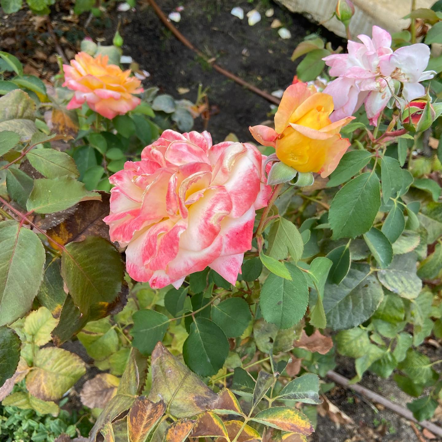 shanikaneko instagram image archive image