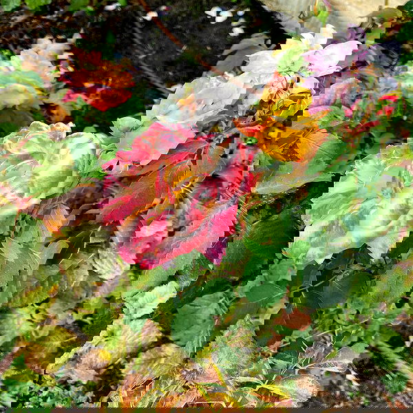 shanikaneko image ~ Altpins