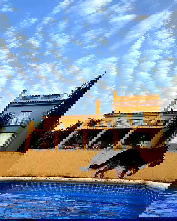 shanikaneko image ~ Altpins