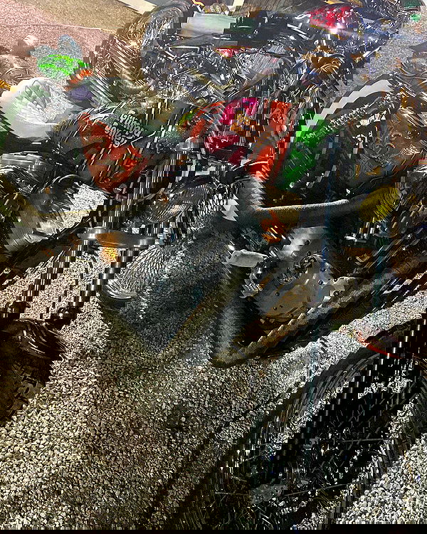 shanikaneko image ~ Altpins