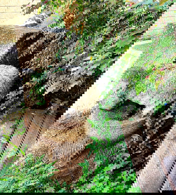 shanikaneko image ~ Altpins