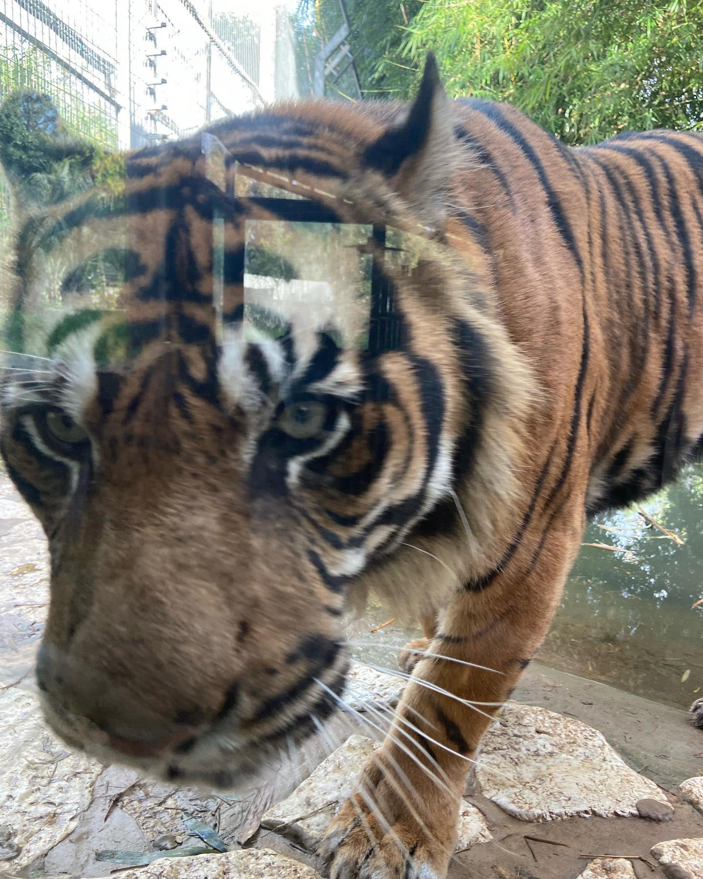 shanikaneko instagram image archive image