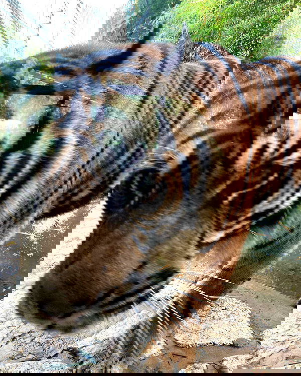 shanikaneko image ~ Altpins